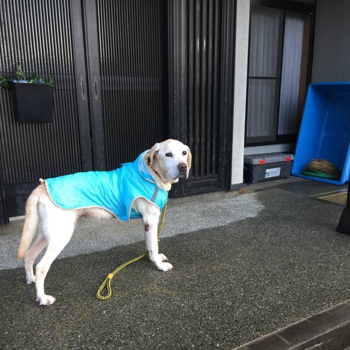 7ac59bc6 d1fc 4f98 a0f6 64b2cd7502b2 1545173340092