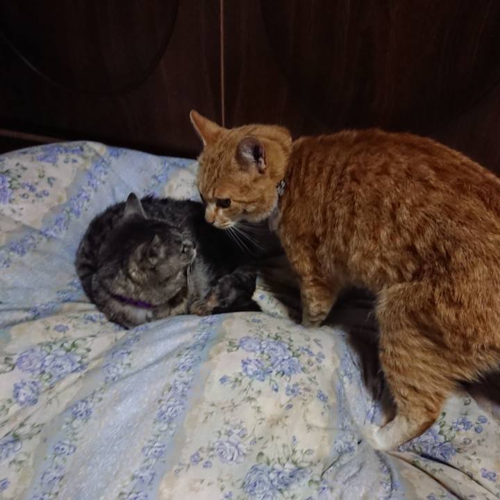 7ac90579 1362 4b4c a426 b24980d803d6 1589027041432