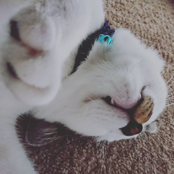 7ac98868 bb38 4c71 a6ae 63ff0c32b9da 1509862432652