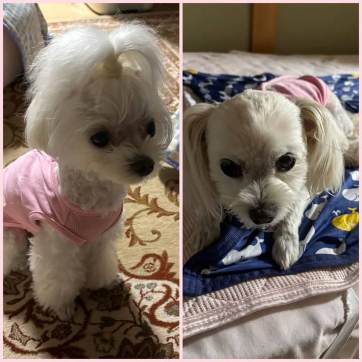 7acc8bb8 06e2 4f12 a19e a6dcdc9107ff 1753611923980