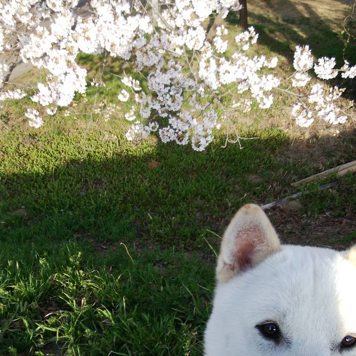 7acecedc 2a36 48d4 b089 6187d44e4d72 1522883489731