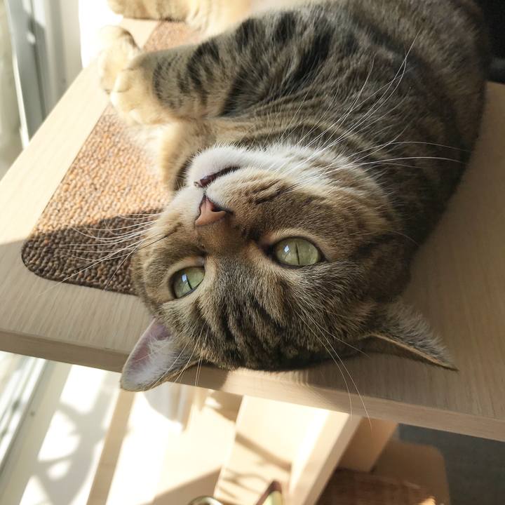 7acfab6b e8b3 4c6e b9c5 58ef70b3d50e 1513133530664