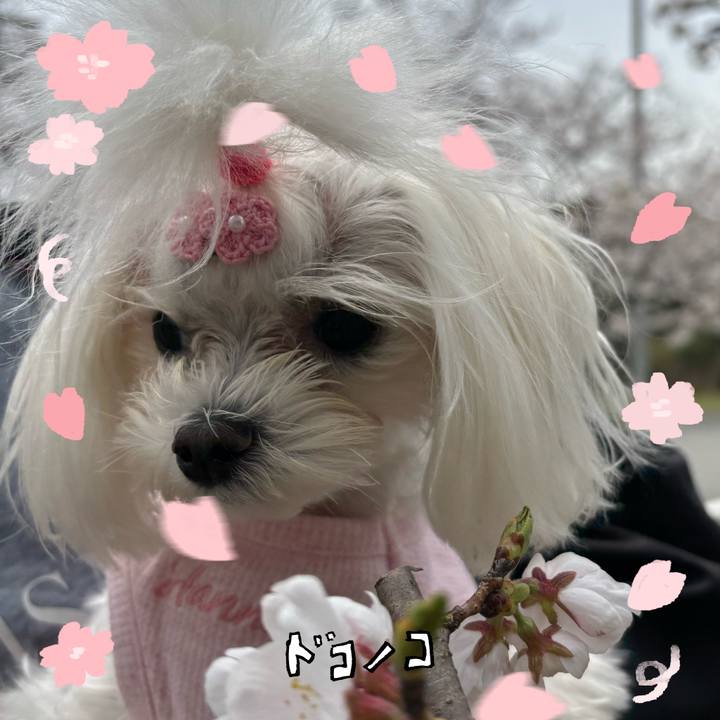 7ad0eaef bfa3 428a bae6 25b062ca6ccc 1744293564925