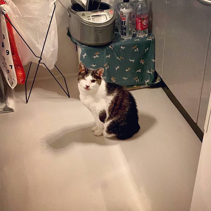 7ad3155e 4c60 4861 9c4c 6f67c6420cd4 1585756695466