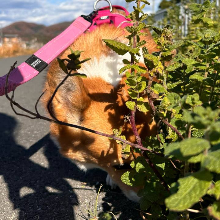 7ad3eaba a977 4c74 96ff 68bdcca44da6 1733459845062