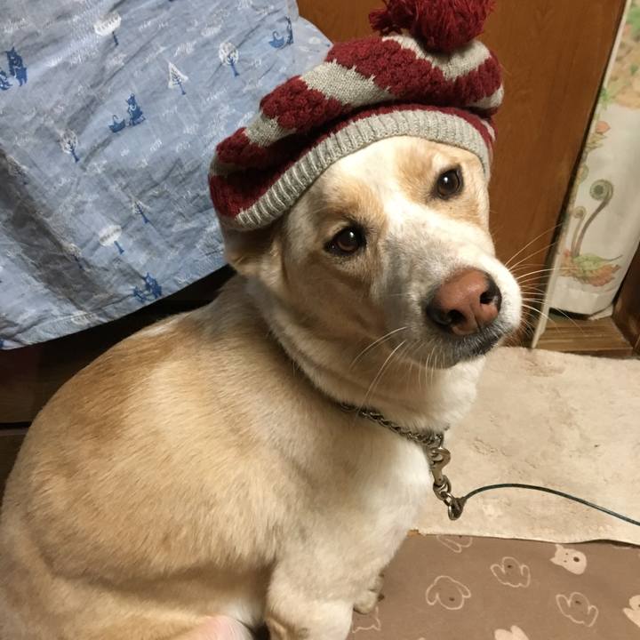 7ad5568a 6b4c 4127 830f f771b0a799a0 1513765936443