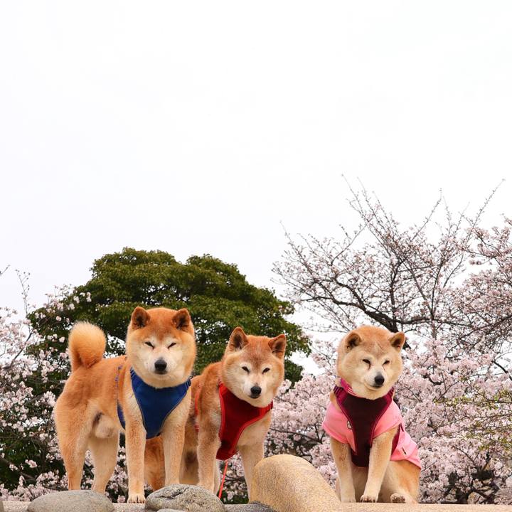 7ad6a427 4ece 453a a9bc fecb00944c1a 1774797049579