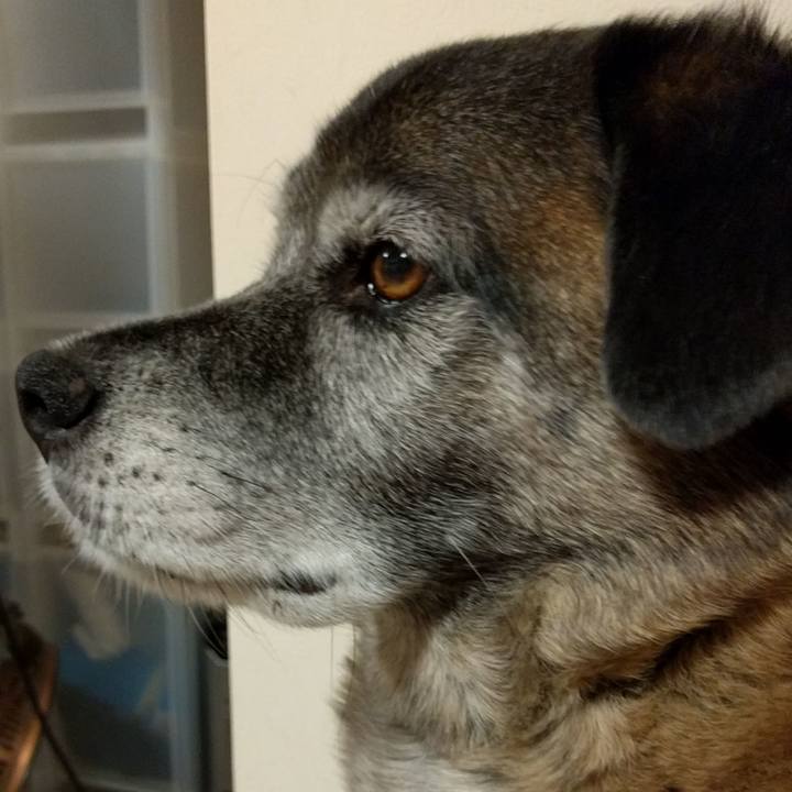 7adaf917 ccf9 4c2c b0ea 6152a535a4cd 1521679421051