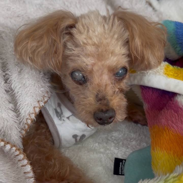 7adc46a1 dae2 4487 a818 b3c53b2b6be6 1766705735888