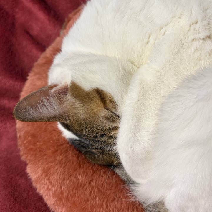 7ae07c07 711e 40b4 bfd4 0a3b9e27365c 1765148355327