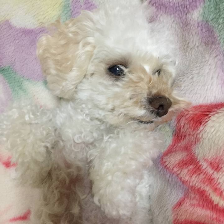 7ae215dc ce29 4c21 b8ba aa6de68e8949 1508420755241