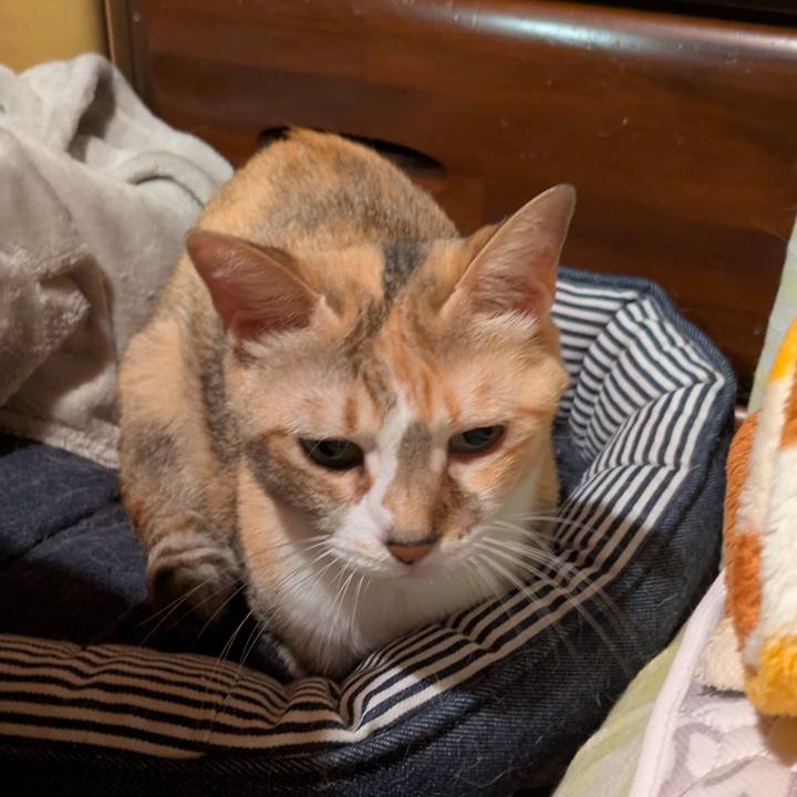 7ae242cb 65f5 4d65 ad28 43f851777c5f 1760291733397