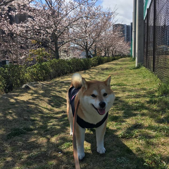 7ae27d88 4706 477f a9e9 a1b9ccf16152 1554088518049