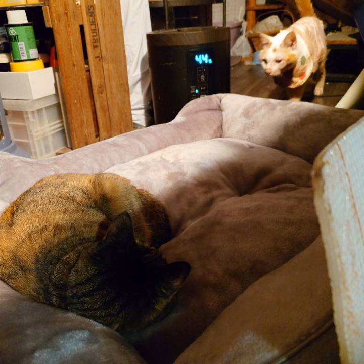 7ae2efab 43e3 4754 9b97 ad56dc2bb7e5 1770250080505