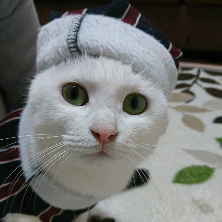 7ae3dba2 e679 4f0e be2d 0f483ea7aad8 1544920268991