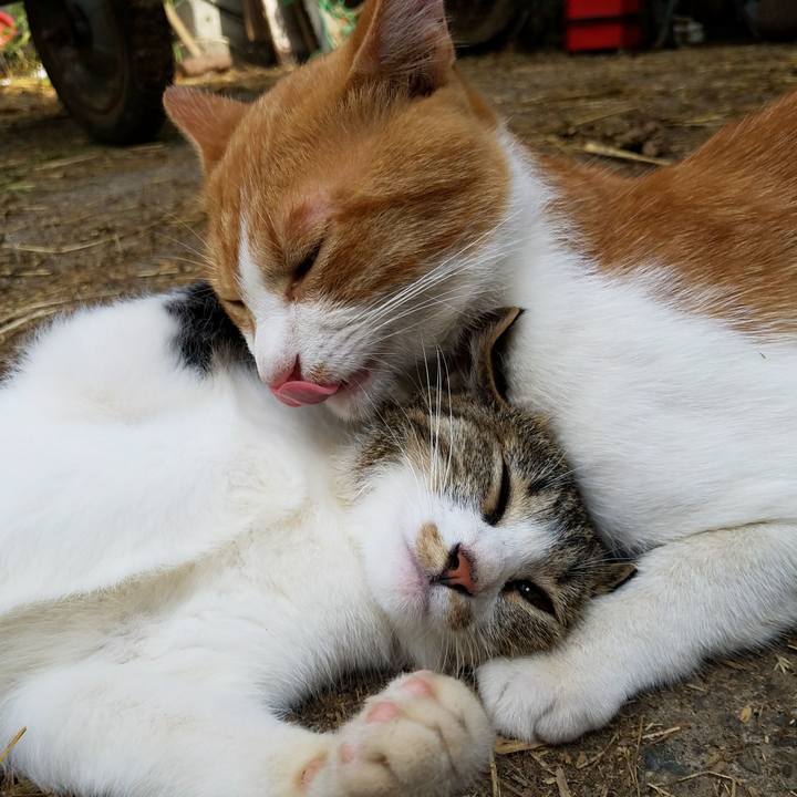 7ae42a91 0aa5 4153 a6cb e5515f3f3e2a 1533680531601