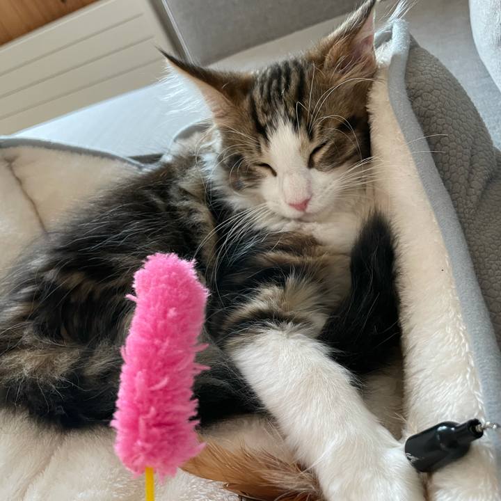 7ae545e8 0273 4824 9cc0 b0785ceff9ca 1633161227302