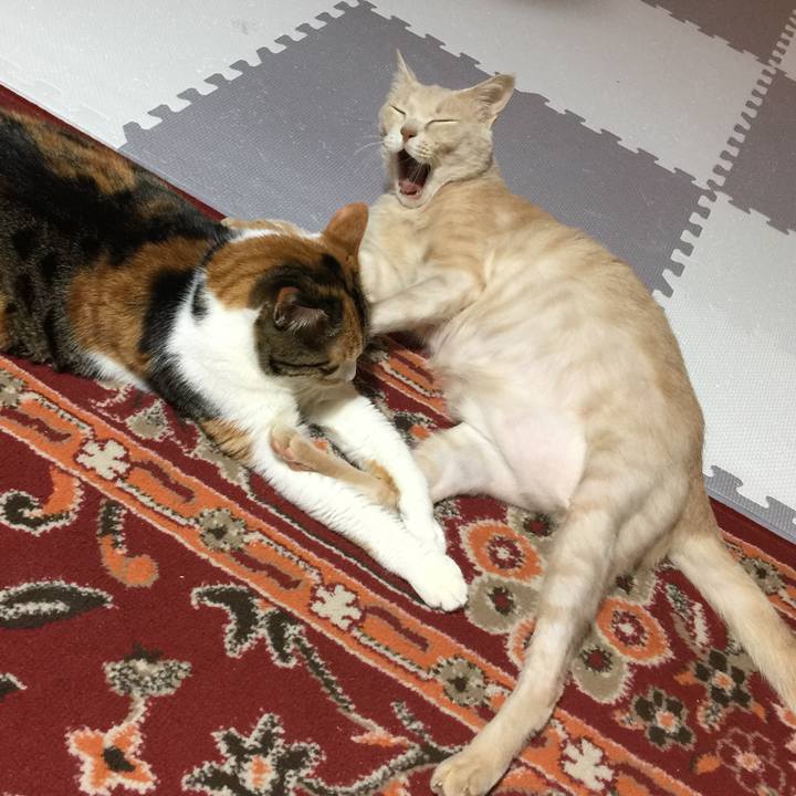 7ae68036 e07a 4efd 9e80 2f2bf813c918 1671397865555