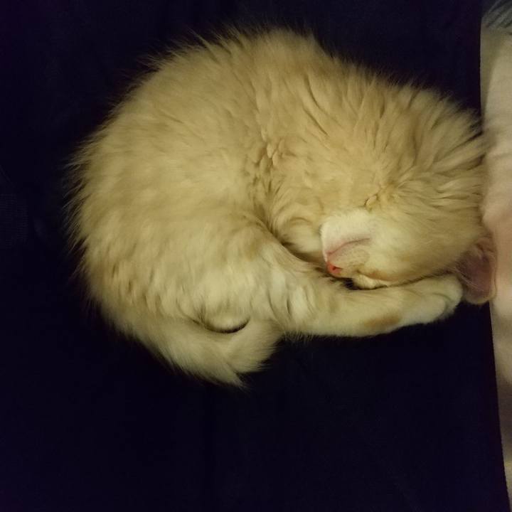 7ae6daf5 905e 41b3 b4b2 42bd8f404bdc 1603196112736