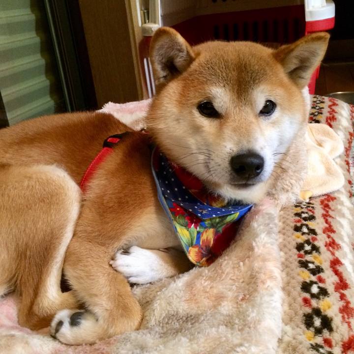 7ae8a602 deea 4bda af5b 05b7b43f7399 1512559109277