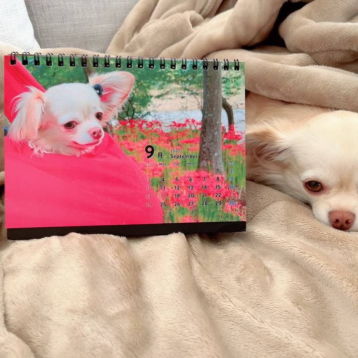 7aeae73d 08ca 4a88 955d 6860deb95c3b 1693552243925