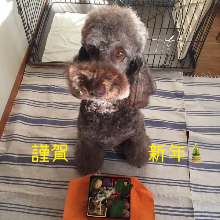 7aee448c 9830 4ed6 9e33 1a4398205220 1546316382674