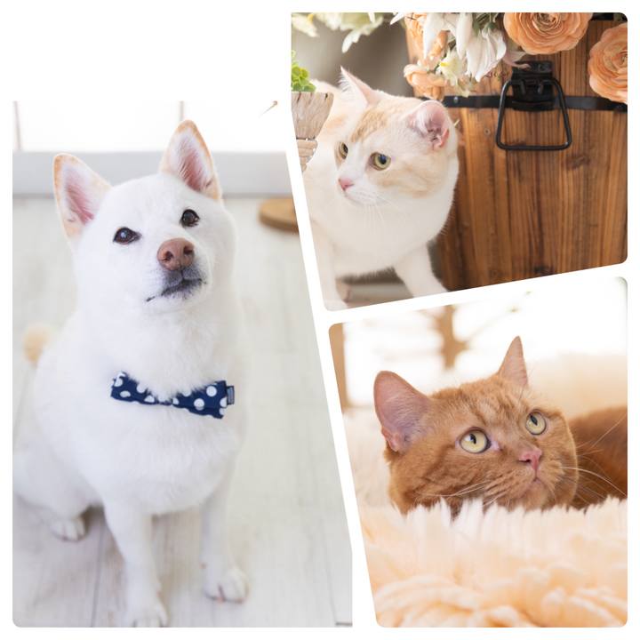 7af0197e 73b7 478e 9227 457ba9e557ae 1731396482503