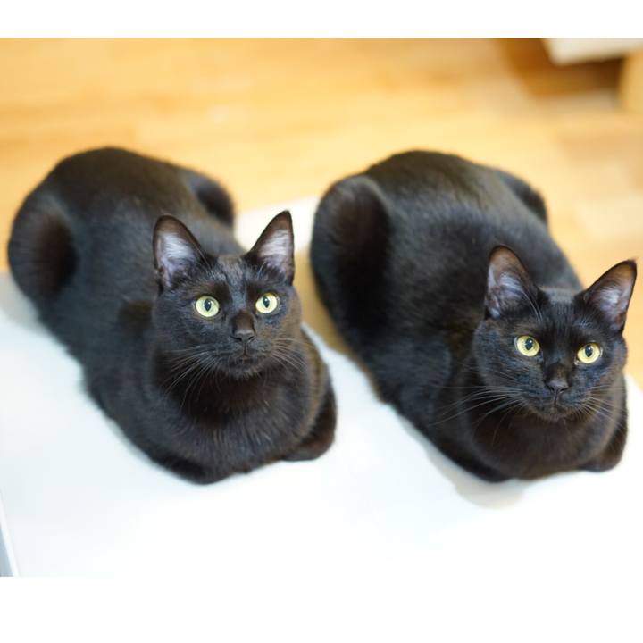 7af51e4a 5615 4b38 a730 41d2b45076d1 1553816067253