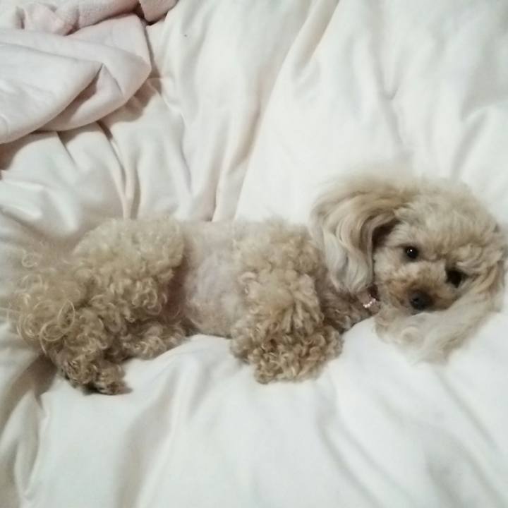 7af7dcec db03 40c2 bcb2 d972cefa6d5a 1528548869254