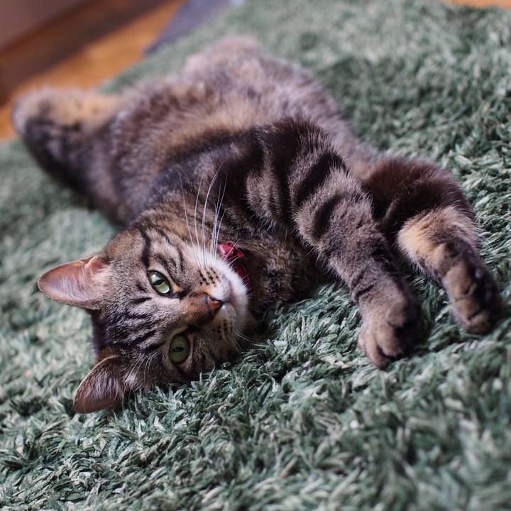 7af876f0 45e5 4575 9a29 21e5f201b582 1592312798518