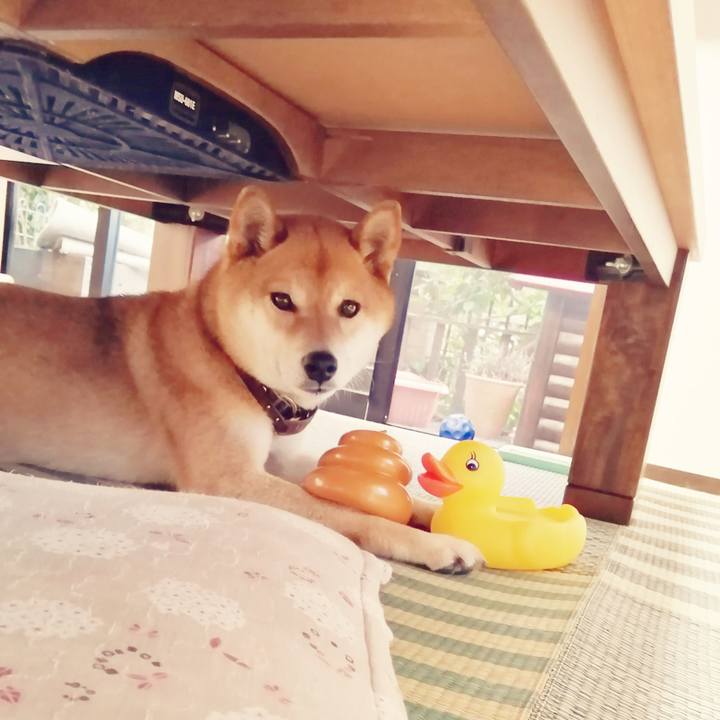 7af9ea88 0375 41d5 8b72 09a73c352488 1590314175132