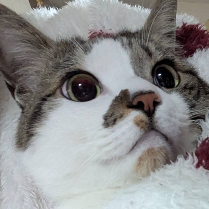 7afba076 1152 4438 b618 3ebc5d36da8e 1743261476849