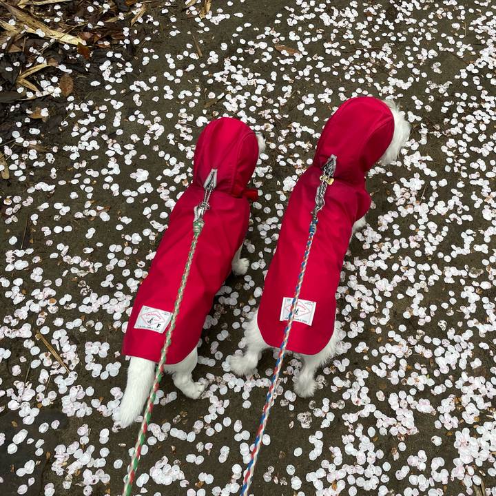 7afc46c4 5636 48f7 a287 78e0eb964ef6 1680823453782