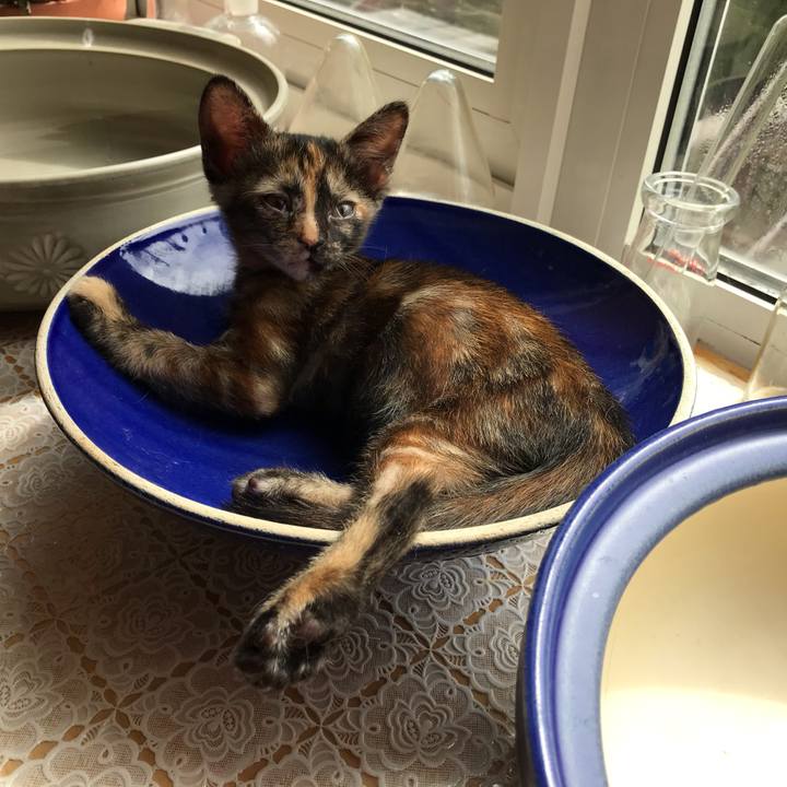 7afd0492 182e 4ff3 8c21 486aefd538be 1597544347920