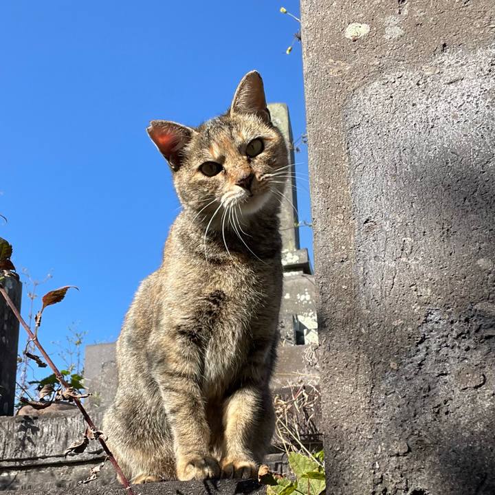 7afd38c0 a656 4ea3 b6ca 4a64ecc14462 1762754989714