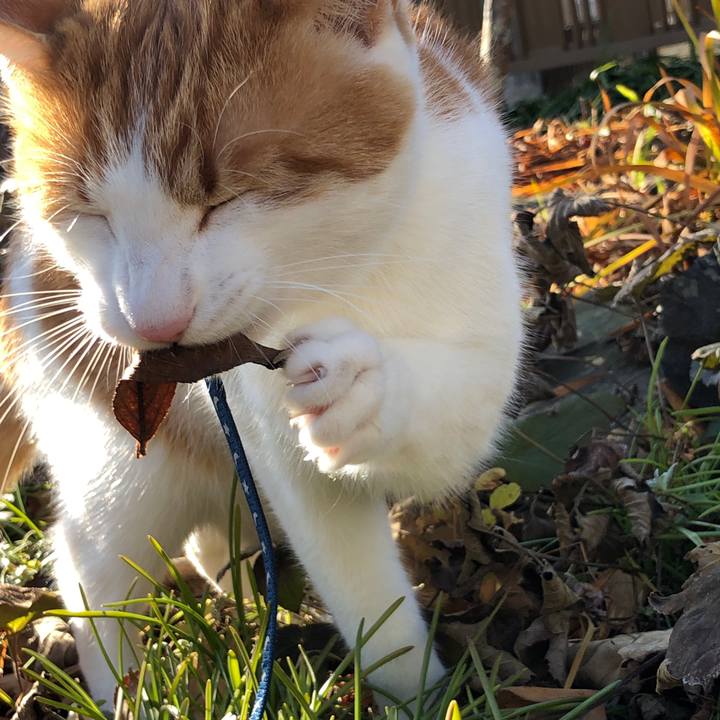 7aff1d80 4b8a 4ba6 9f8b eb53e0a3b730 1545106231651