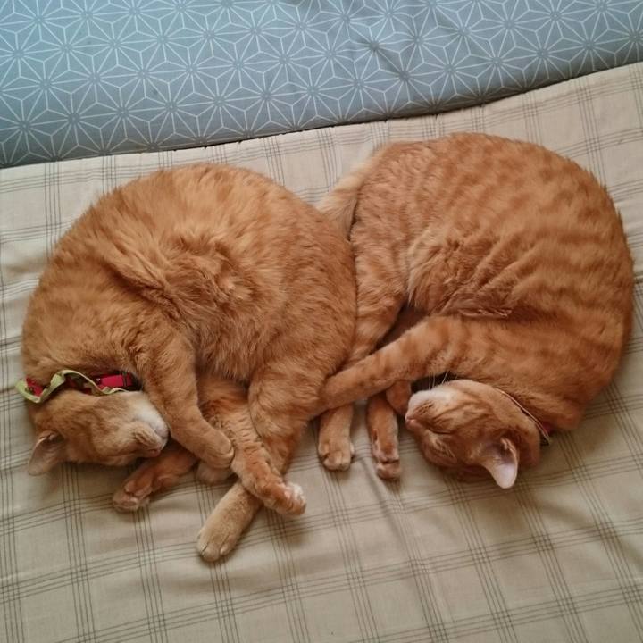 7b0144a5 df2d 493a a9f6 f7b514d8fae4 1510217425936