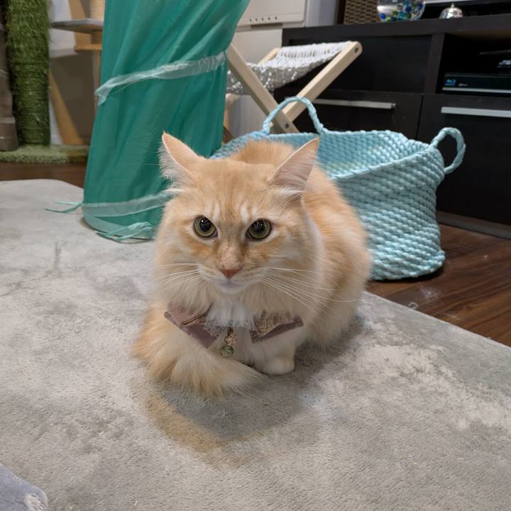 7b070cc5 e735 45f2 91e8 5e0fab51a97f 1732830798347