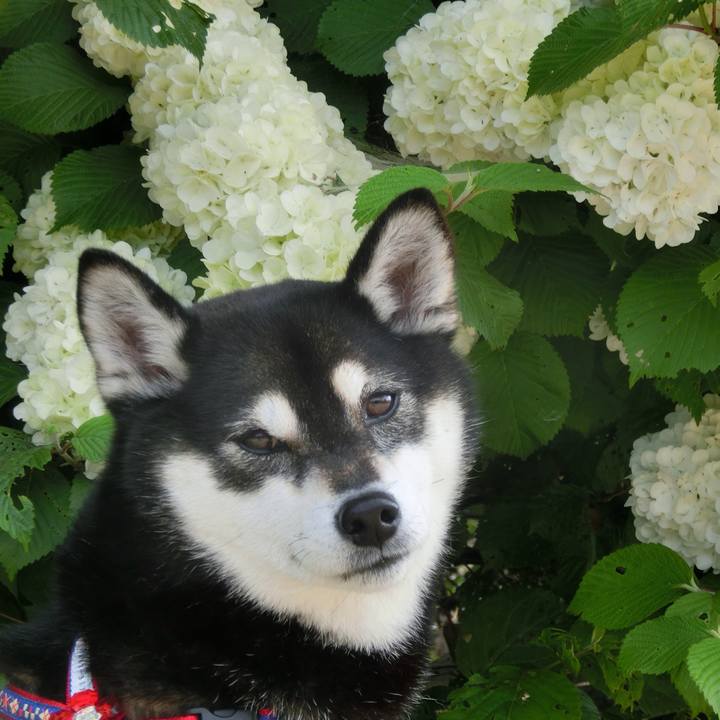 7b0d6ae8 aad2 4283 afe4 d4484ca95a65 1526259021212