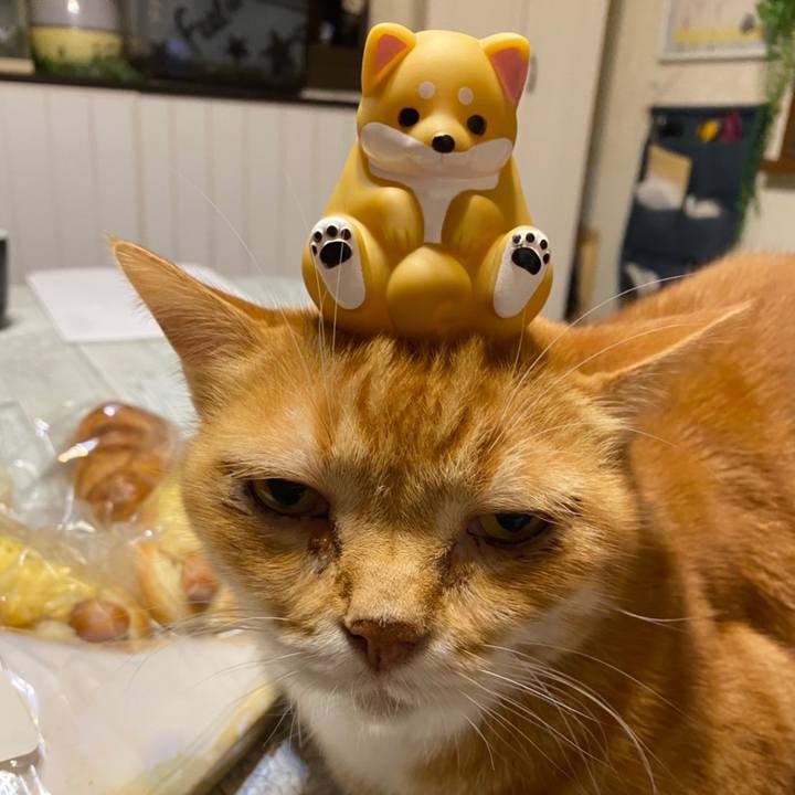 7b11ca39 cdd1 449f 97af c8f7eb3e0d2f 1625381545865