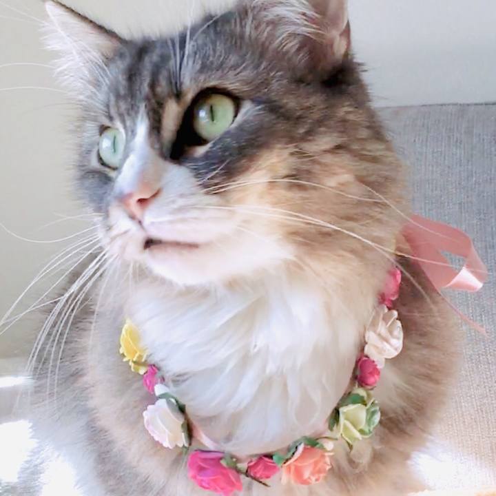 7b15af1c c2f7 4ada 80a3 b2141f2ef991 1544841363576