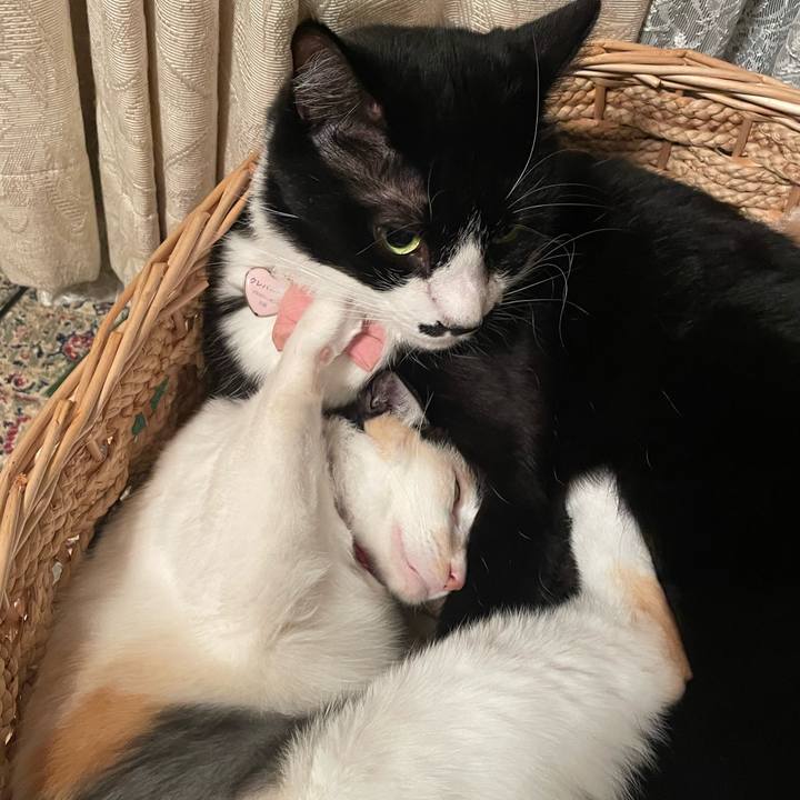 7b1773a1 639b 4713 b150 5b6a40d02c6c 1762644489784