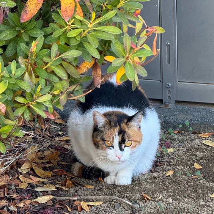 7b1a1445 b570 451c 845a ab1f09ab2d99 1765334929651