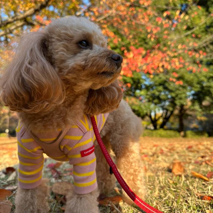 7b1b15a6 51d4 4485 be85 9a8be03af320 1763630775329