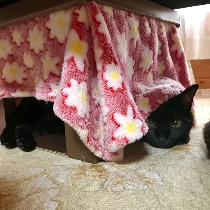 7b1d6a4e 5306 42ca bb43 05e40404ee53 1546515144779