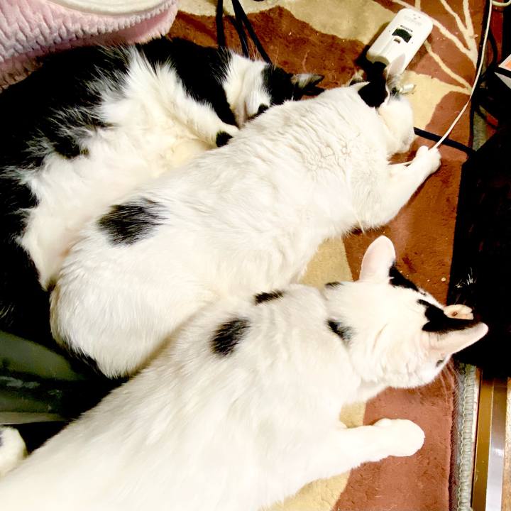 7b1f54f0 d4fd 444c 815e d9439269214d 1612153124803