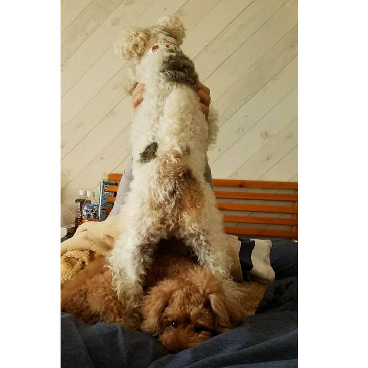 7b1f9410 50a2 4b84 8b3f bf424436748a 1509675348870