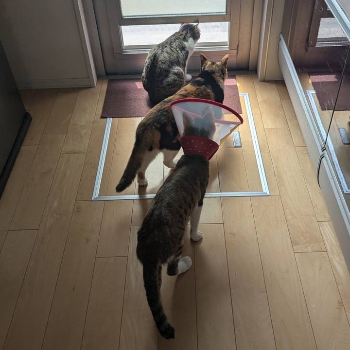 7b29087c 1dfe 479c 9e2f c8f0fbe74784 1743651842491