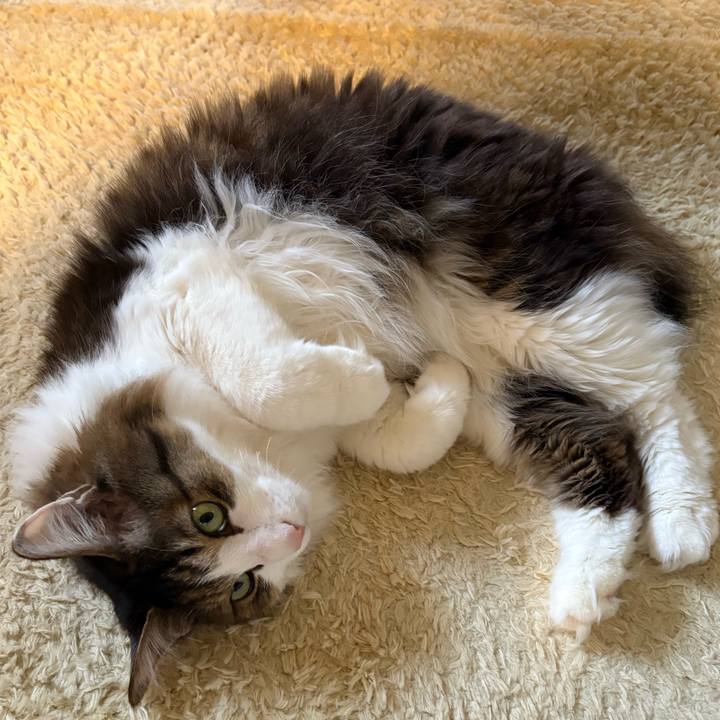 7b2c6eb9 9b20 4d0c 8a98 c1110a19786b 1739230916497