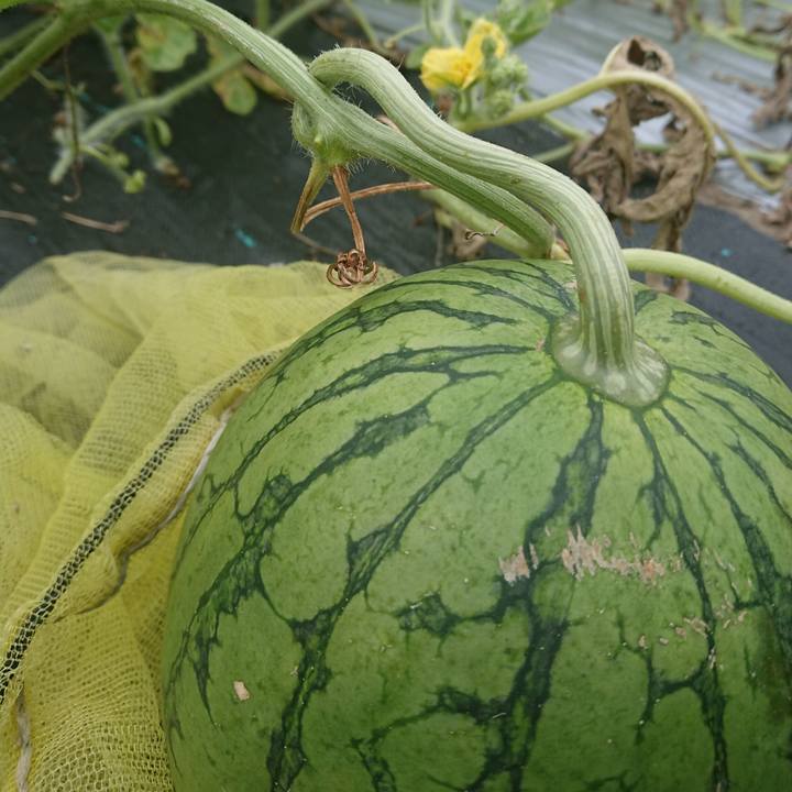 7b2ed002 593b 4e05 91c3 745d6445d948 1595456274807